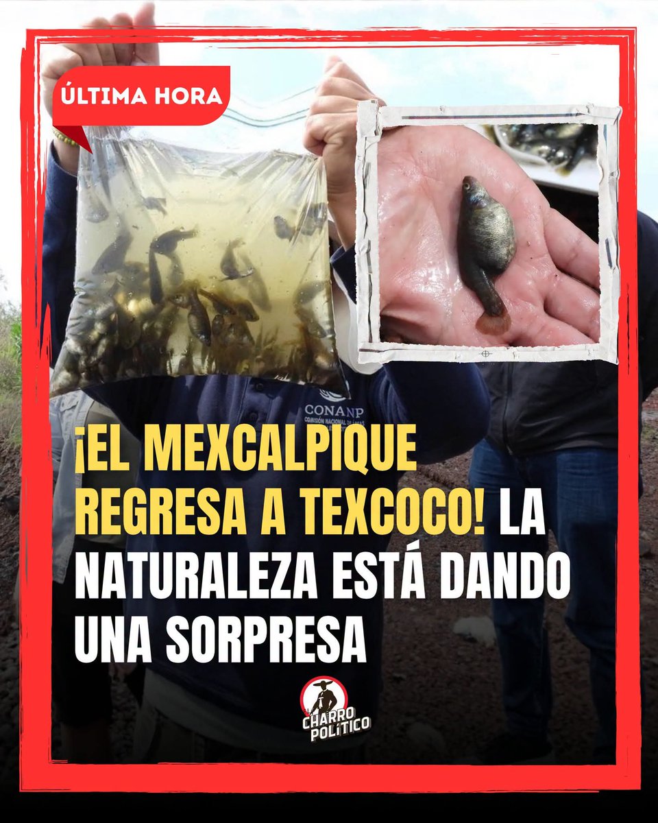 MelinhoMario's tweet photo. Todos uds tienen panza de Mexcalpique... 🤭🤭🤭 https://t.co/L1WxEAP6to