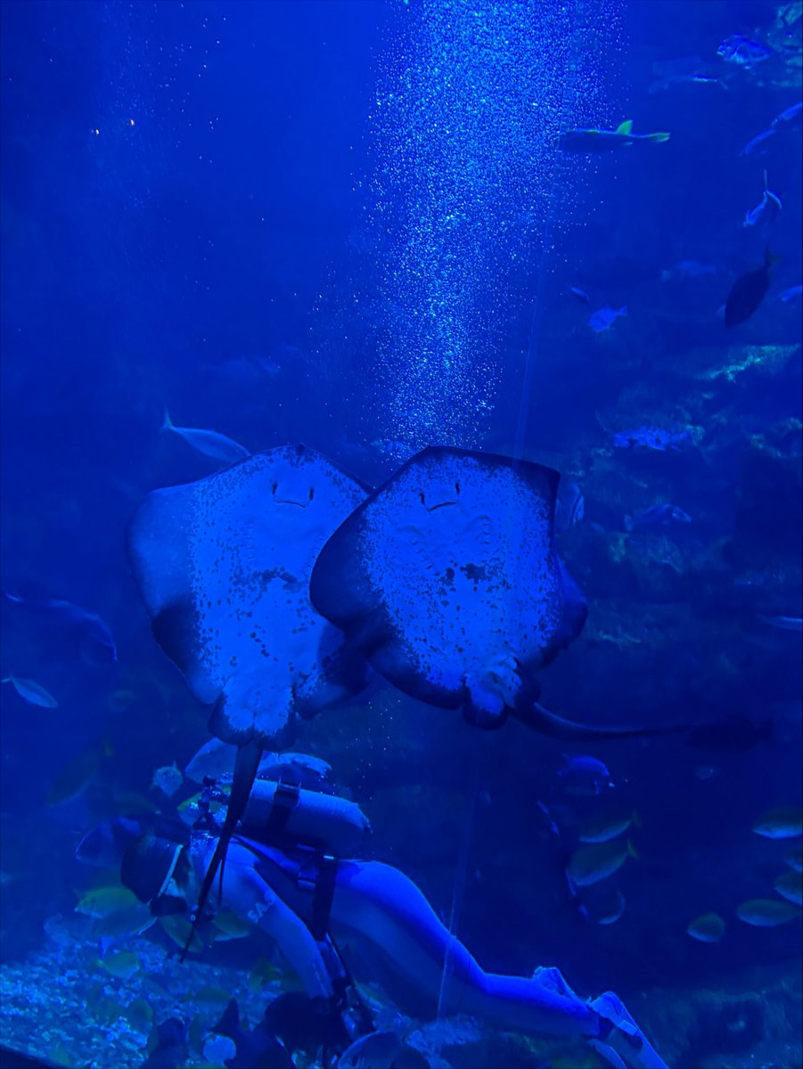 2uxo_'s tweet photo. てかこれみて欲しくて、この前水族館行ったらゆなちゃんふたり並んでくれたんだー🎶 ほんまかわいい
#ねえねえゆなちゃん https://t.co/AE0UCNyRgH