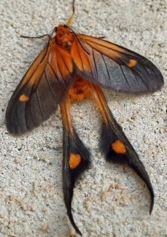 Stemstory's tweet photo. a long-tailed Burnet moth, which seems to be Semioptila fulveolans. https://t.co/92gfTOdqGq