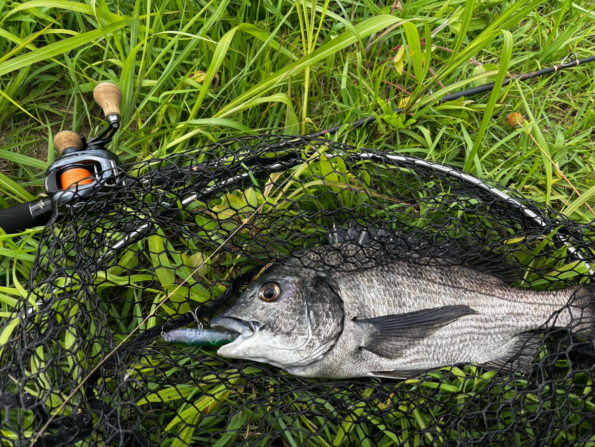 harakochannel's tweet photo. そーいえば去年作ったルアーで釣れてたんだった🎣
約一カ月前のことですが💦
数少ない夏の思い出です👍

このロッドチニングにメッチャ良かったぜよ🎣
メガバス　VALKYRIE WORLD EXPEDITION MULTI 5'8↓↓
https://t.co/V8XifPOklB

#チニング
#自作ルアー
#メガバス https://t.co/AXnmQxFjCq