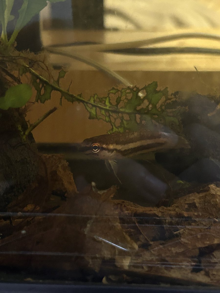 sashimimaaan's tweet photo. 実はひっそりとお迎えしてた闘魚庵さんのピンギスさん
できるなら繁殖狙いたいけど今んとこ相性良くなさげ🥲
どっかでちゃんとした水槽立ち上げたい
 #ワイルドベタ
 #Bettapinguis https://t.co/CwriE8CW92