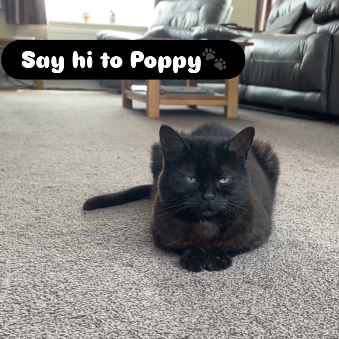 yourcatposted's tweet photo. Which photo 1-4 is your favourite?🥰
📸 ig: poppycatgram https://t.co/Nh3edsgvBv