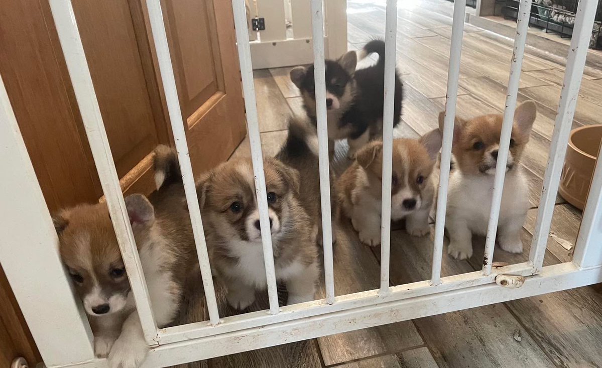 creslowcorgis's tweet photo. 🥰❤️ https://t.co/deq9N35UqG