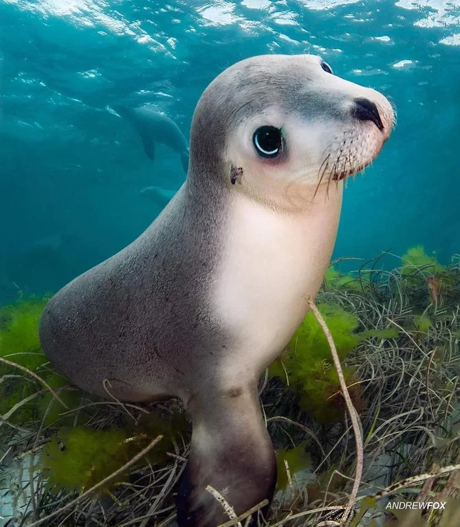 Rainmaker1973's tweet photo. An endangered baby Australian sea lion

[📸 Andrew Fox] https://t.co/2ifIzMPp5P