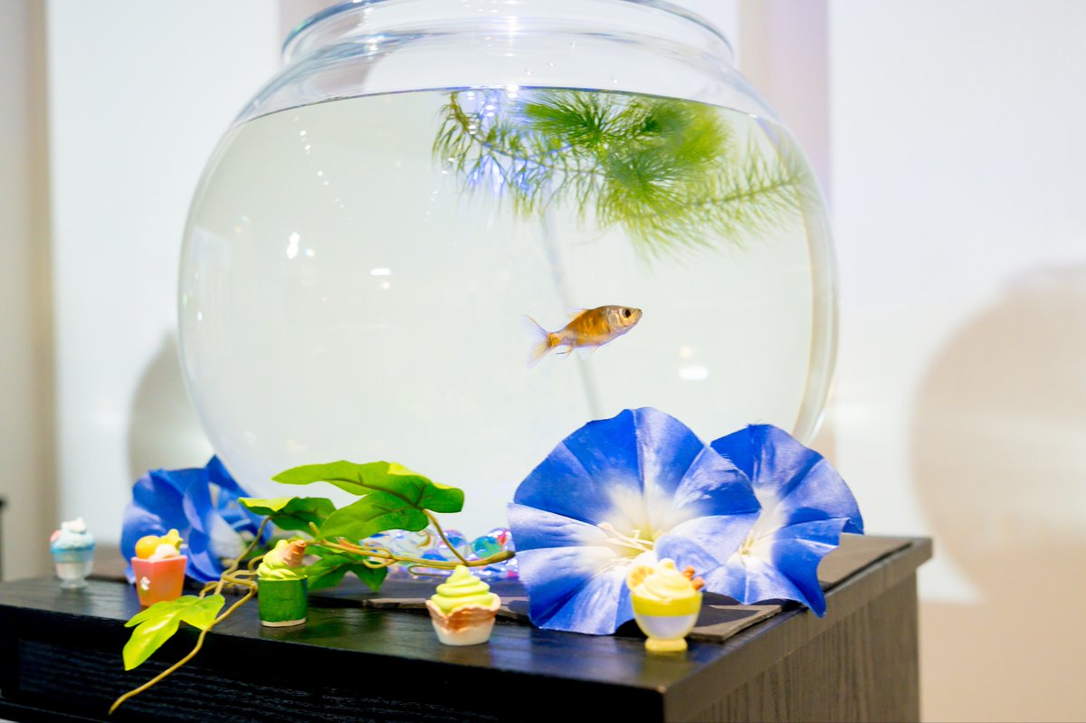 fishbowl on X: 