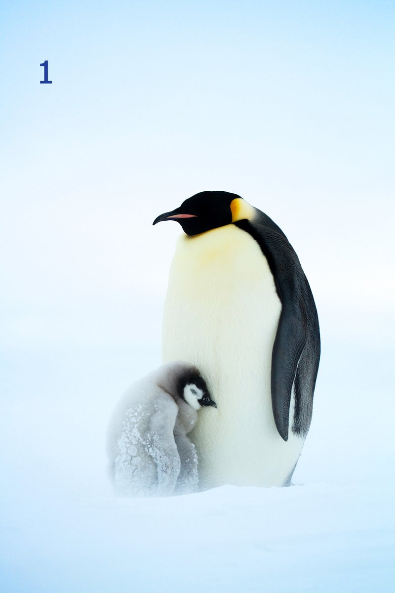 Antarctic_ALE's tweet photo. Time to rate our sleepy penguin chicks!
Comment your favorite below ⤵️
Reach out to our team to see the penguins this season! https://t.co/eLZZXFTqEf
#PenguinChicks #WildlifePhotography #Penguins #ALEadventures #Antarctica https://t.co/v7IQXimdMQ