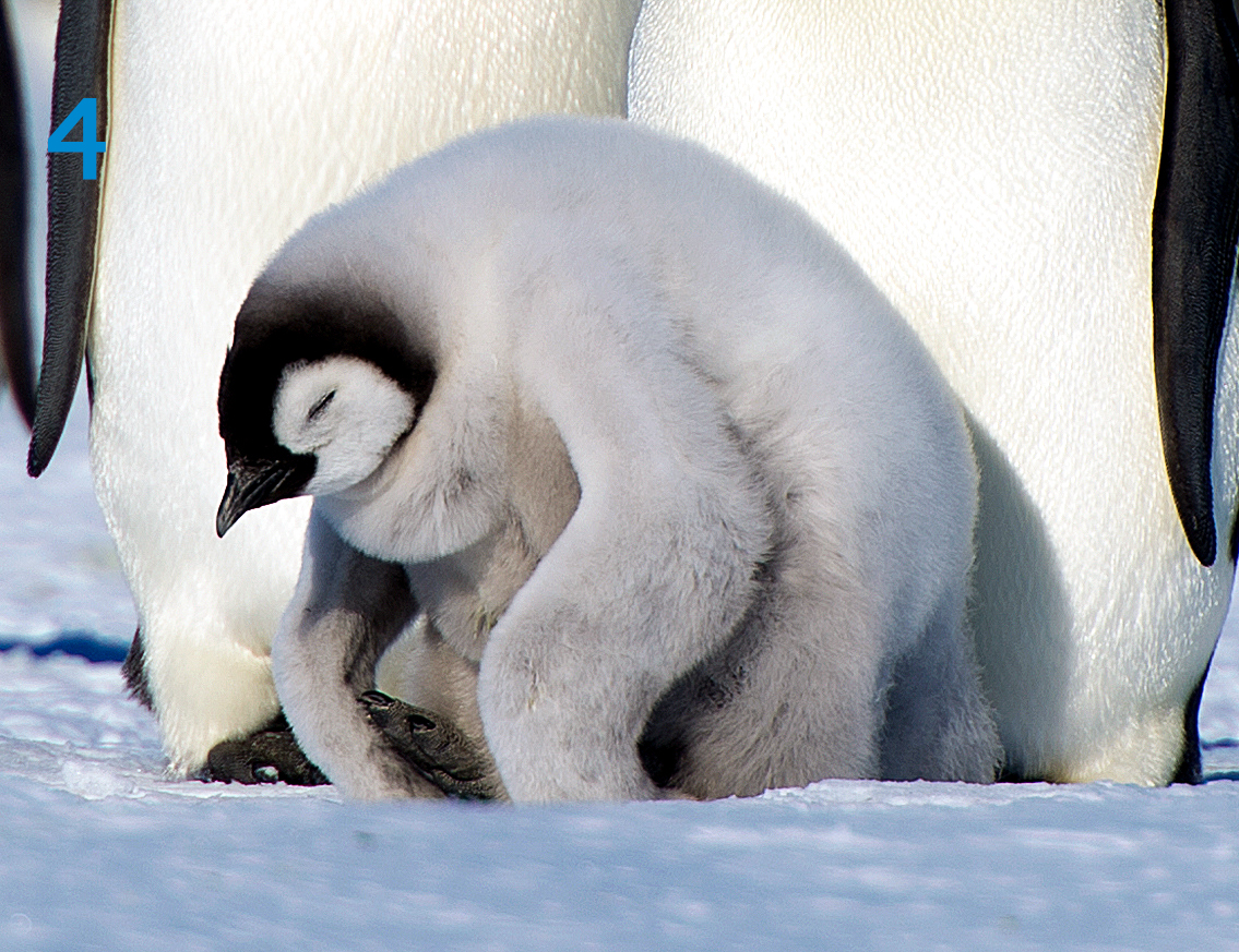 Antarctic_ALE's tweet photo. Time to rate our sleepy penguin chicks!
Comment your favorite below ⤵️
Reach out to our team to see the penguins this season! https://t.co/eLZZXFTqEf
#PenguinChicks #WildlifePhotography #Penguins #ALEadventures #Antarctica https://t.co/v7IQXimdMQ