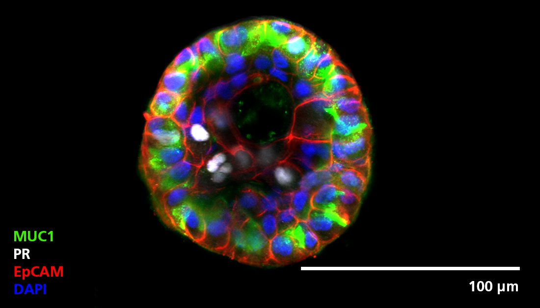 STEMCELLTech tweet picture