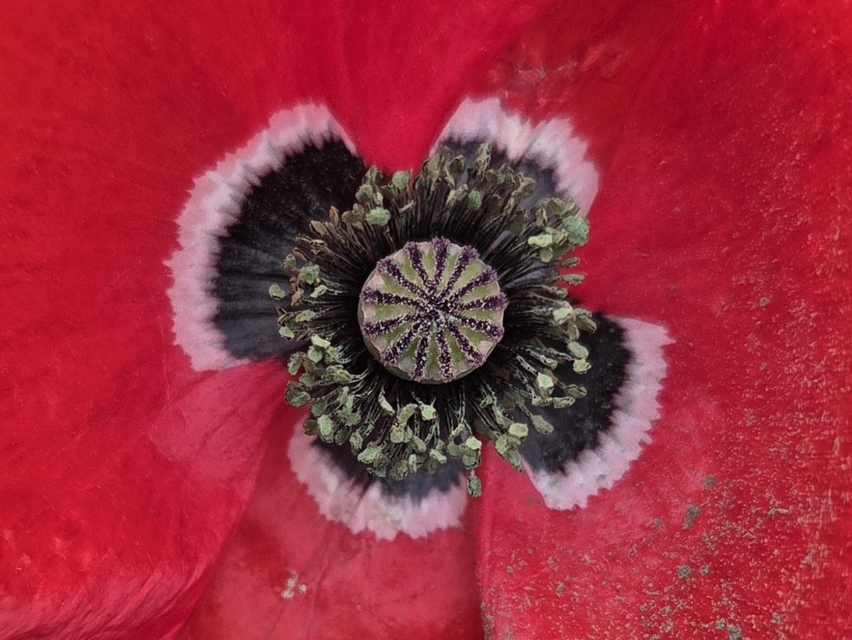 emolweni1's tweet photo. @Grampa1950 #redandwhite #flowerfriday #poppy #redpoppy https://t.co/usfVsTrUpk