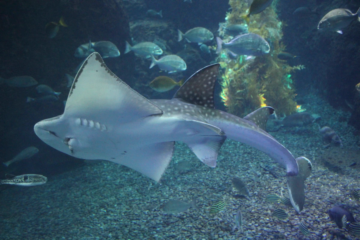 新江ノ島水族館 on X: 