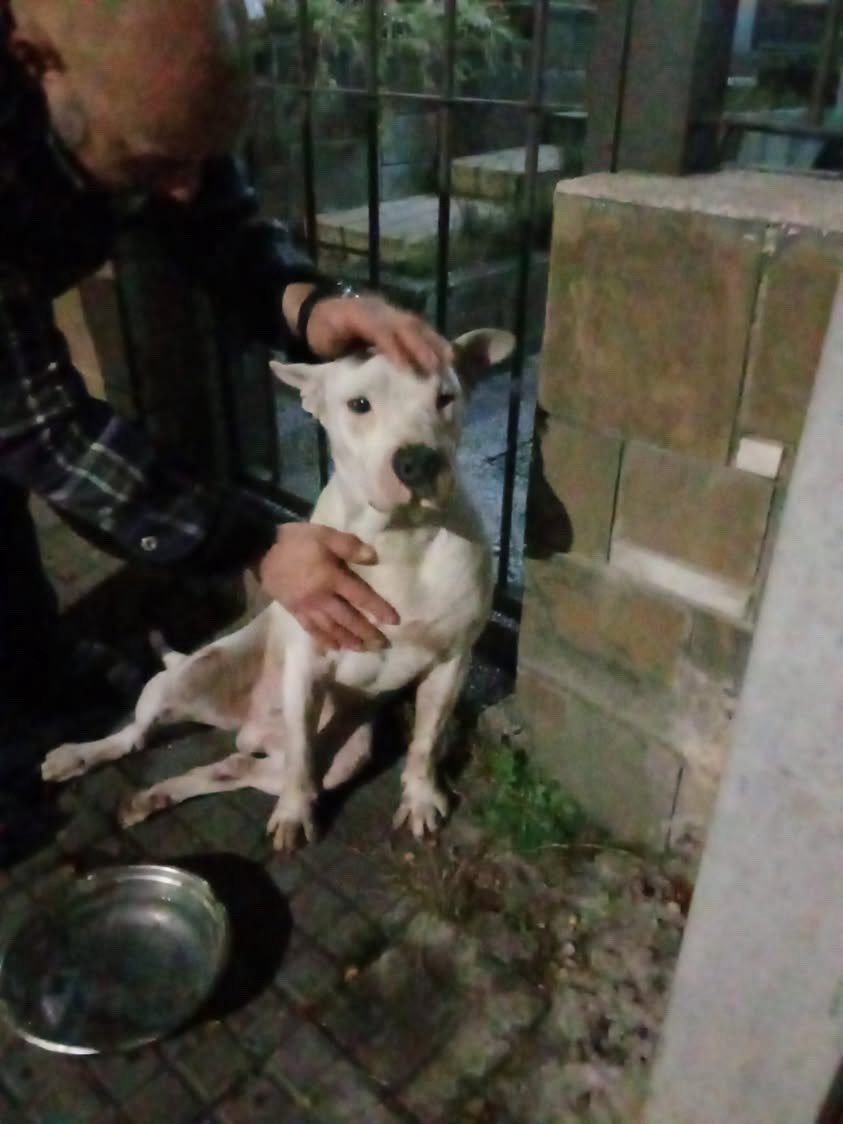 redbicheraof's tweet photo. 🚨 TRANSITORIO URGENTE 🚨
Ayer esta perrito fue atropellado y pasó la noche en casa de una vecina, pero hoy vuelve a la calle si no conseguimos un lugar.
Ya tenemos otra perrita en una situación muy delicada y más que brindar asistencia no podemos hacer. 🙏 https://t.co/aCLqLe23G8
