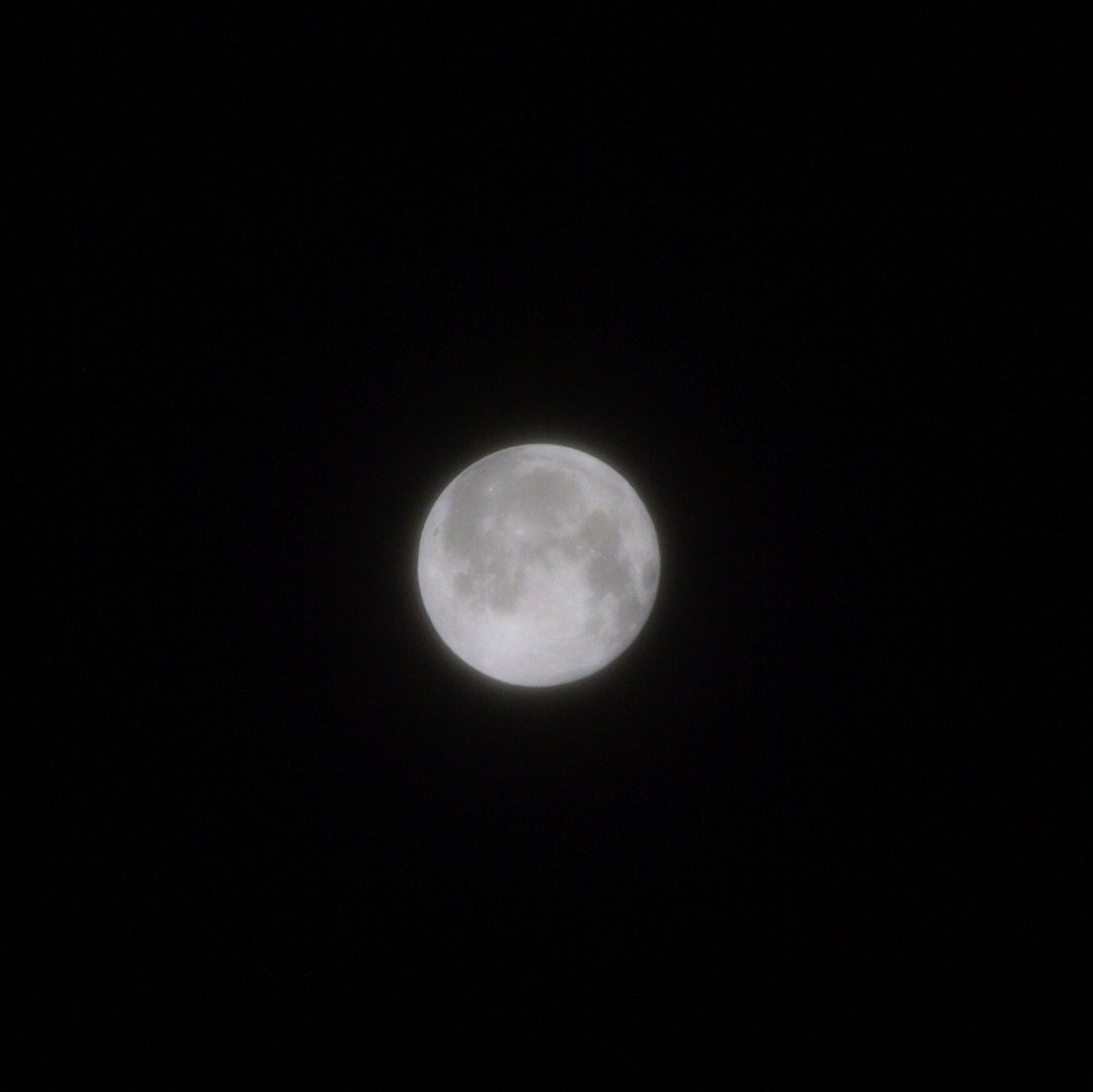 utsuki03's tweet photo. 本日の満月はほんわりしてるね🐰🌕 https://t.co/xYAsSFglm1