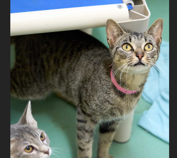 HollywoodDogs's tweet photo. Artemis, a 1 1/2-year-old tabby at a full shelter in #Memphis, #TN, is in IMMEDIATE need of adoption, a foster home, or rescue https://t.co/kC0ymTlllK #URGENT #tabby #AdoptableCatofDay https://t.co/XgJFJOq6A5