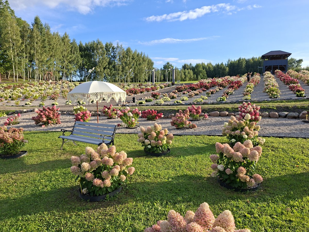 KasparsFunts's tweet photo. Hortenzijām Jura sapņu dārzā Neretā krāšņuma maksimums. Ļoti skaisti. Priekšā divas saulainas un siltas brīvdienas - brauciet un skatiet,  līksmojiet un baudiet. Darba laiki Jura sapņu dārza feisīša un instas profilos. https://t.co/0lhglWCTun