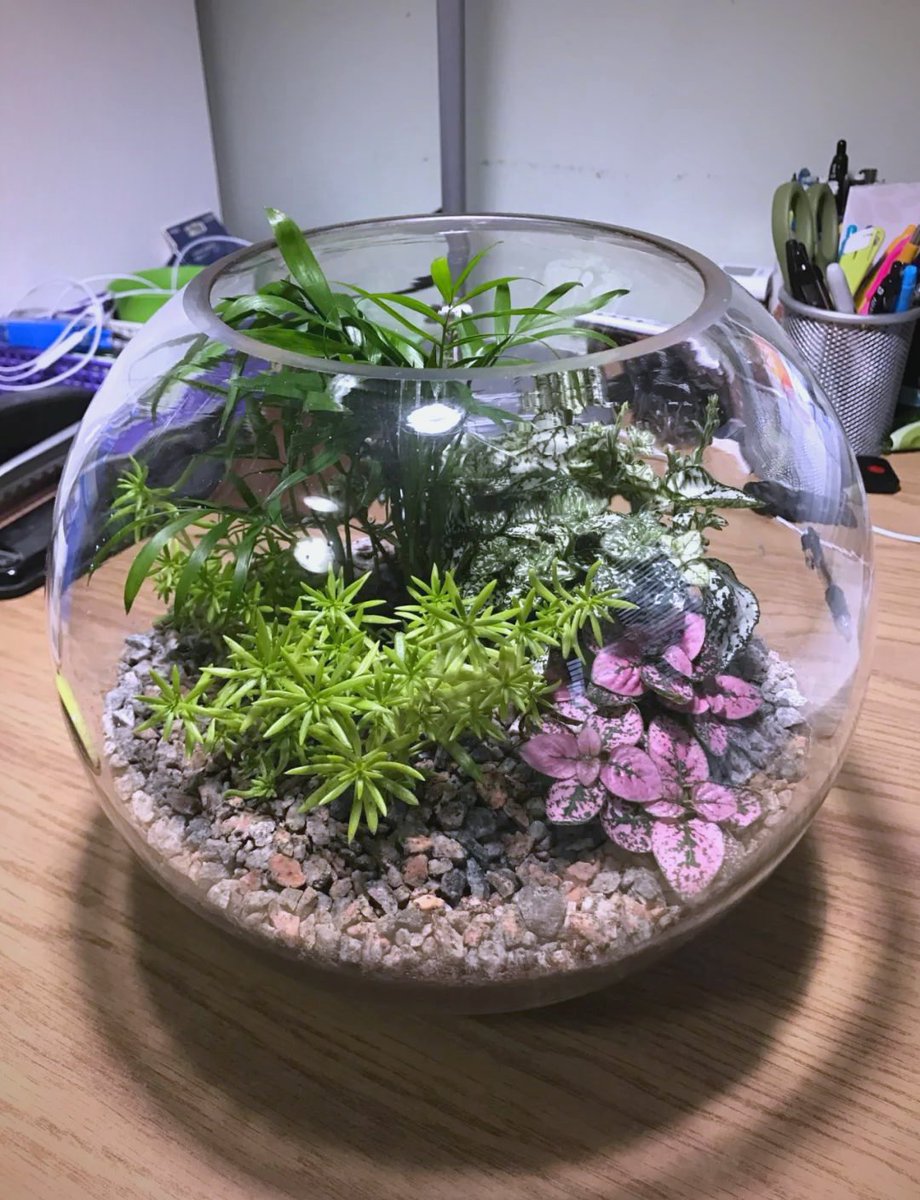 BUGATTI_R's tweet photo. Turn your old mason jars into cute planters! Add some soil and succulents, your desk will instantly get a fresh, cozy vibe. #UpcycleIdeas #DIYHome， https://t.co/fmGxCF4zRJ