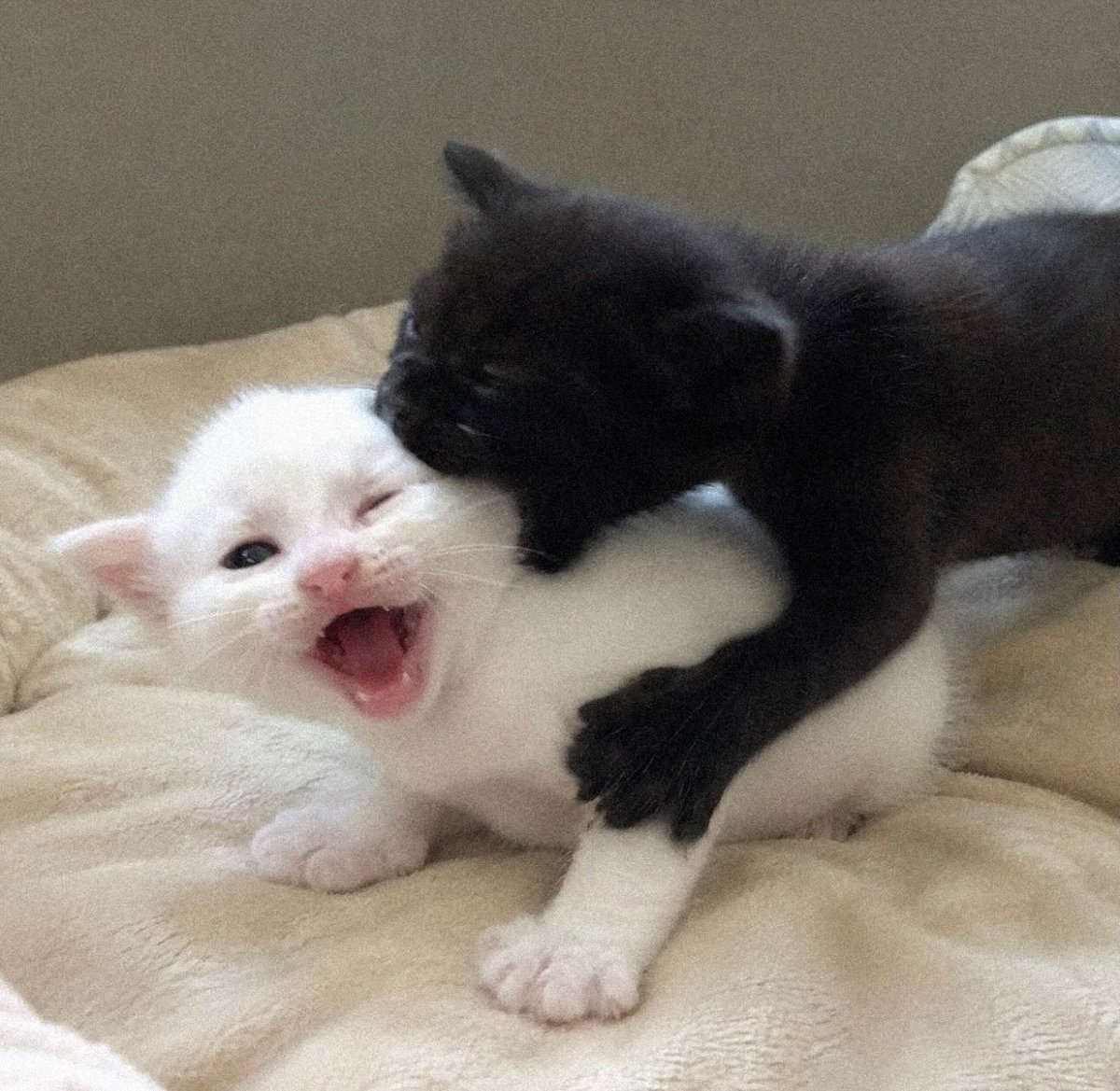 txzl_97's tweet photo. pursuit of cats >.< https://t.co/HOu8jNNTfT