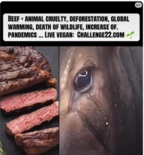LionNSun022826's tweet photo. #EndAnimalAgriculture #StopAnimalAgriculture #BanAnimalAgriculture #BanAnimalFactoryFarming #BanAnimalFactoryFarms #NoToAnimalFactoryFarms #NoToAnimalFactoryFarming #SaveThePigs #SaveTheCows #SaveTheChickens #Vegan #NoToMeat #NoToDairy #FriendsNotFood #BanFur #BanAnimalTests https://t.co/7qohWnQNoE