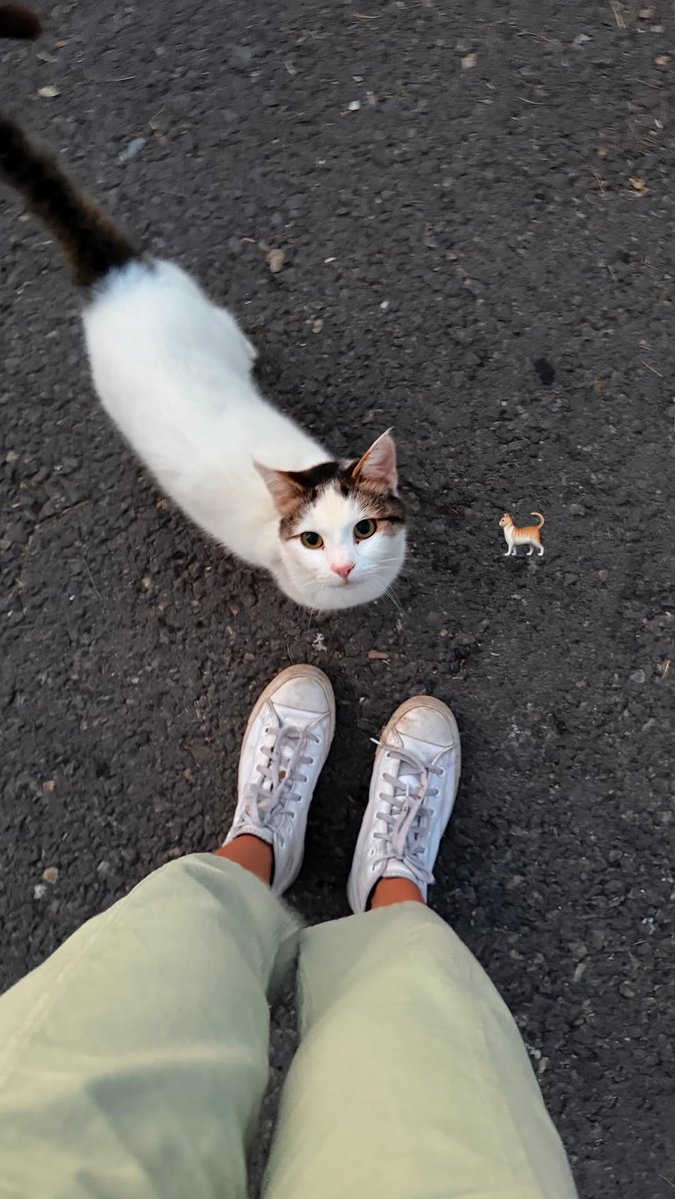 nofeardog's tweet photo. 🐈 https://t.co/dtgOhefs6E