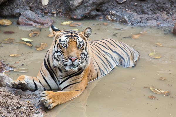 Tigers4Ever2010's tweet photo. Did somebody mention #SeeYou on #Sunday? These wild #Tigers seem to think so! https://t.co/QSJzItwRw7