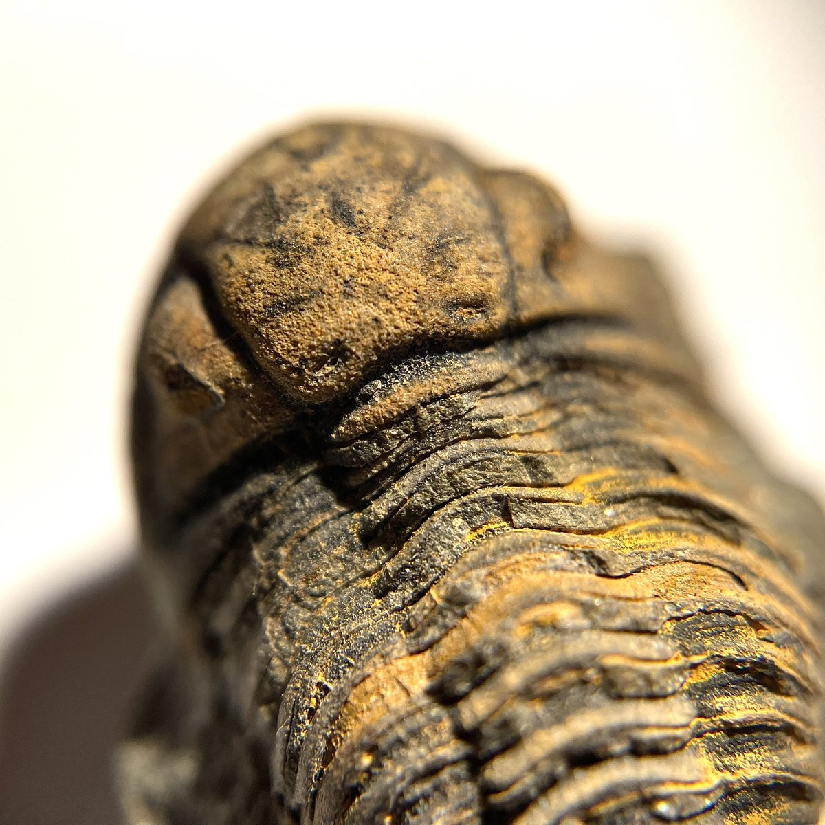 plasiaspis's tweet photo. Perfectly preserved complete 𝙑𝙤𝙜𝙚𝙨𝙞𝙣𝙖 𝙡𝙖𝙘𝙪𝙣𝙖𝙛𝙚𝙧𝙖 (Wolfart, 1968)
Calmoniidae 
Belén fm., Emsian, Lower Devonian
Patacamaya, Dept. La Paz, Bolivia
#trilobites #fossilfriday https://t.co/ZVPyUUAPdL