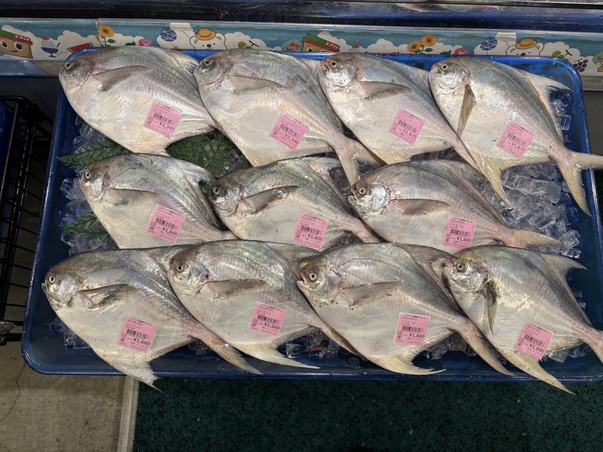 kunimimaru's tweet photo. マナガツオ11枚出荷してきました。
かなりお安くしているのでこの機会にぜひ。

秋に近づくにつれタイも美味しくなってきています。
昨晩、タイを開いたら脂がのり始めてきていましたね。これからどんどん良くなってきます。

お近くの方はぜひお立ち寄りください。 https://t.co/aFrFDaytYl