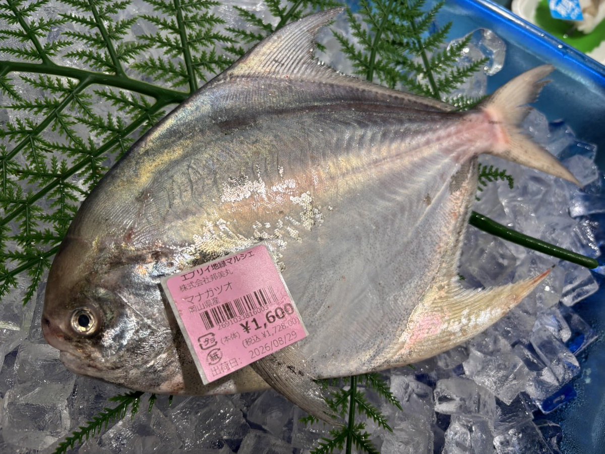 kunimimaru's tweet photo. マナガツオ11枚出荷してきました。
かなりお安くしているのでこの機会にぜひ。

秋に近づくにつれタイも美味しくなってきています。
昨晩、タイを開いたら脂がのり始めてきていましたね。これからどんどん良くなってきます。

お近くの方はぜひお立ち寄りください。 https://t.co/aFrFDaytYl
