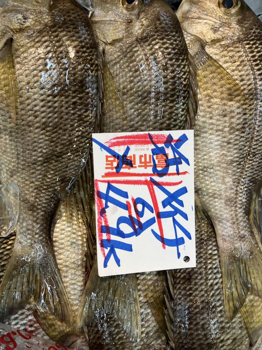tsurizaomorita's tweet photo. 浦安泉銀 本日の魚食え！コノヤロー！！！その⑥→静岡県 活〆メイチダイ。今回は静岡県だ‼️こりゃ買いだよ‼️買い👍期待してなー💥💥💥 https://t.co/CMfvfwI0sB