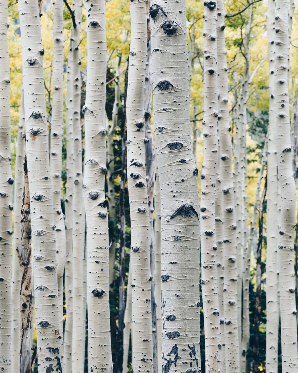 Choo953692's tweet photo. "Incels find ugly birches attractive" https://t.co/dXI0RE9Cxd