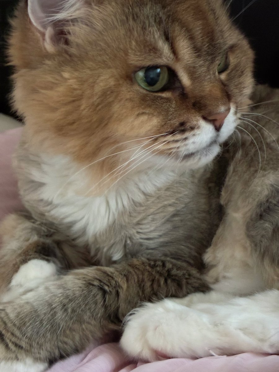 kcy_kitty's tweet photo. おはようニャ〜🐈🐾

#cat #猫 #猫部 #ミミ #愛猫ミミ 🐈🐾 #サマーカット ✂️🦁 https://t.co/nNFn2cPDLS
