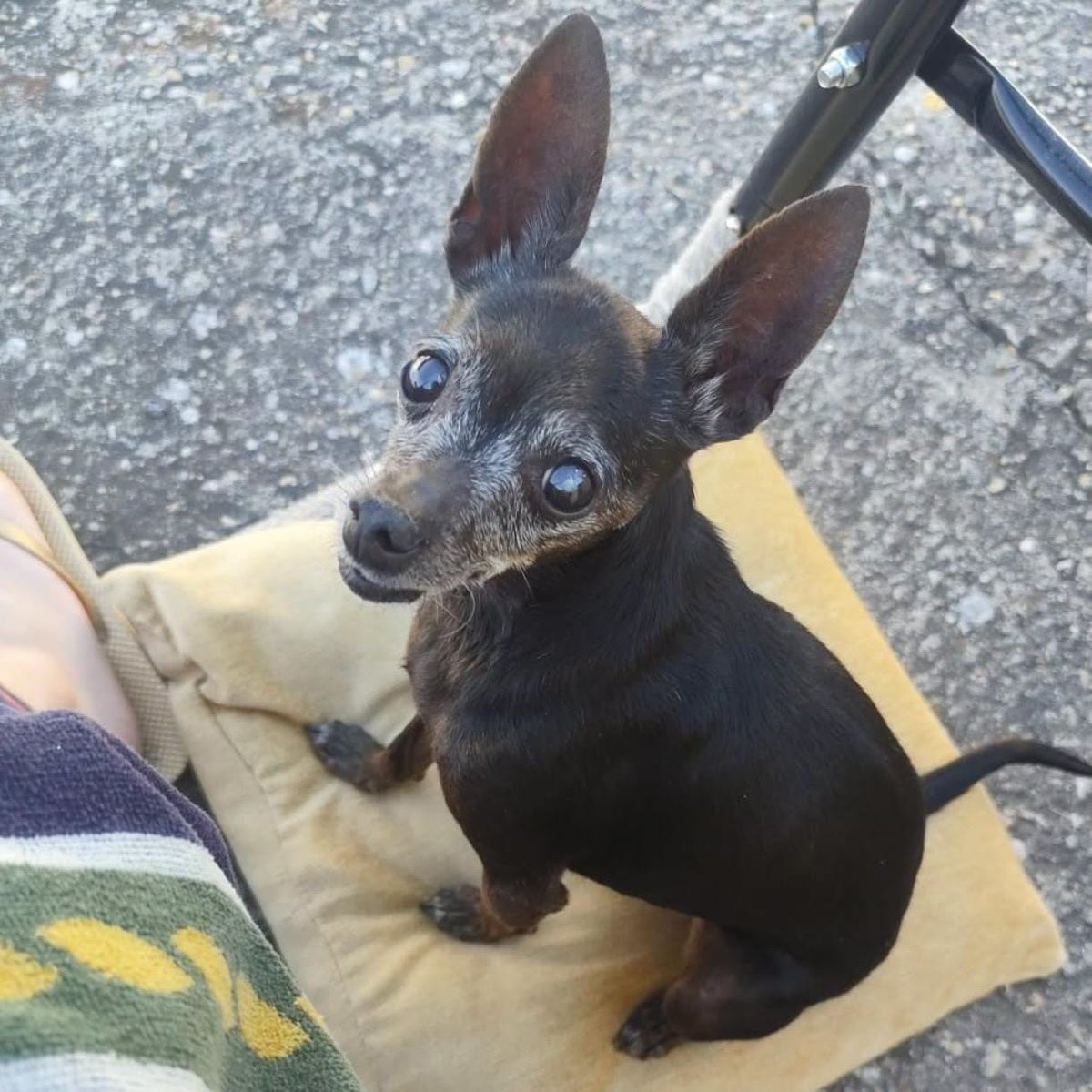 SosAbuelos1's tweet photo. #SEGOVIA
#SALVA es una pequeña abuelita que fue rescatada por la Policía Local de un local cerrado en mal estado

Ahora, ya recuperada gracias a su acogida, se muestra como una viejita feliz. Es maravillosa en casa y muy sociable

WhatsApp 659 91 42 11-info@perritosdesegovia.com https://t.co/I90JPYz3Dt