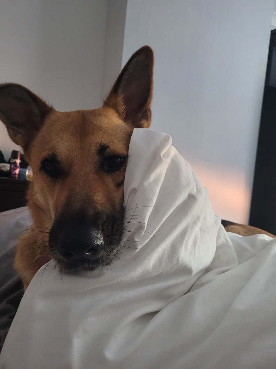 Kat6880Kate's tweet photo. @TRobinsonNewEra This dufus has done and does more for me than she'll ever realise. They are angels https://t.co/KzyqfWXLKe