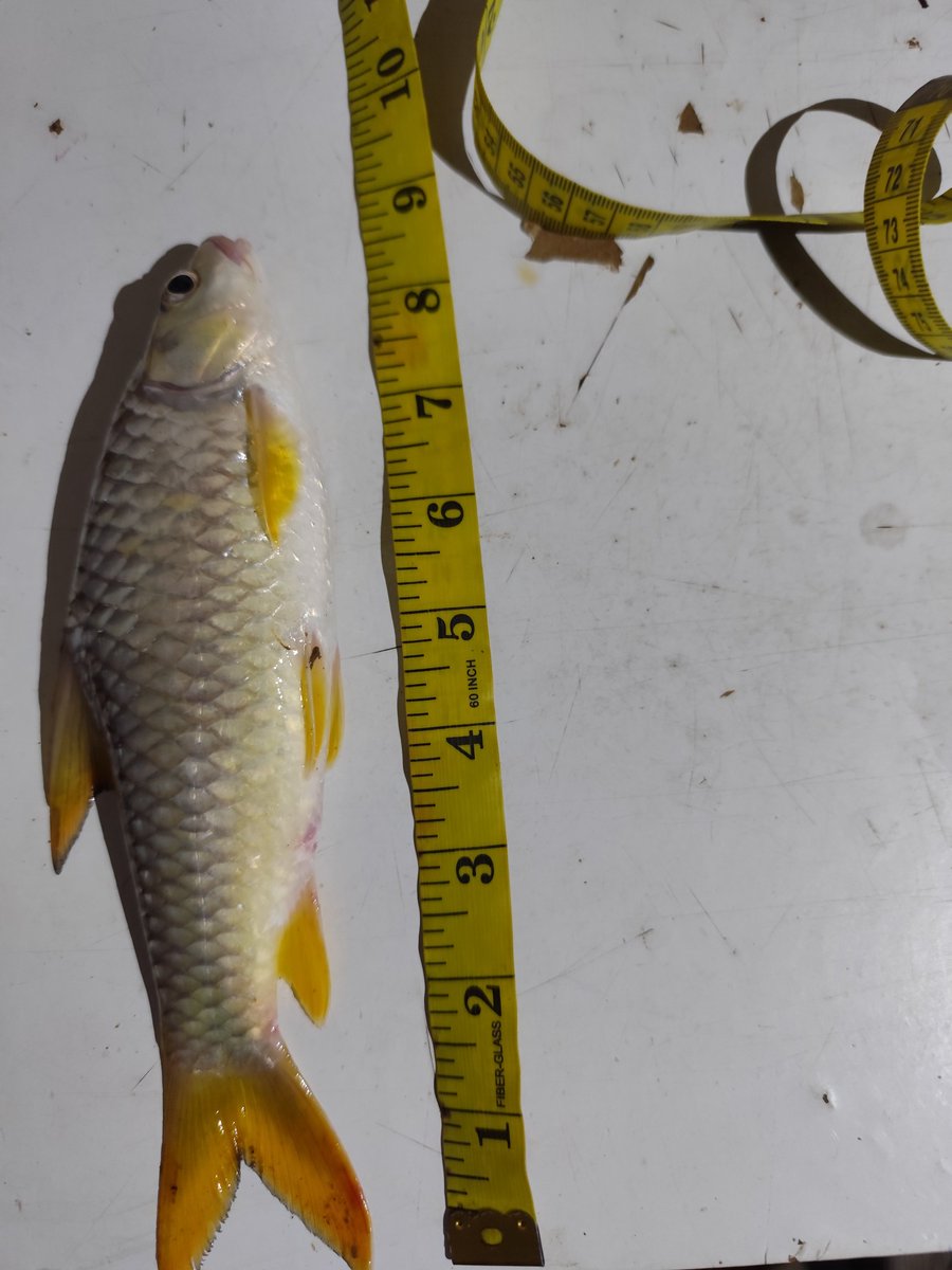 psyktcha's tweet photo. Update🎣

New specie caught

What type of fish is this? Who knows? https://t.co/Tdo5aWQb0v