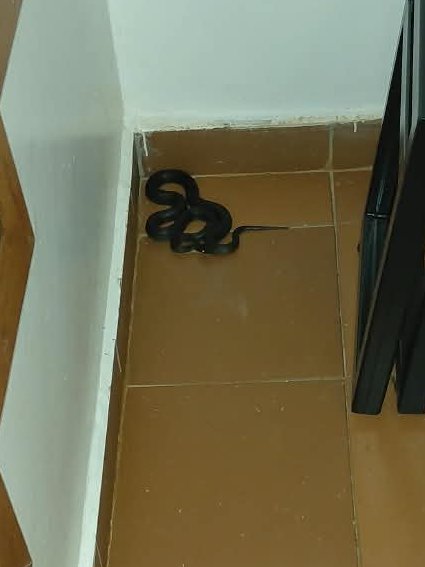 ForensicsKuria's tweet photo. Little guy decided Tigoni cold is too much and the house is just fine for a bit of park and chill. 

Contrary to fictions and legends such as snakes not thriving in cold areas, there are loads of snakes in Limuru and the larger Kikuyu escarpment. These are mostly mole snakes. sp. pseudaspis cana.  The tea soil is deep and nice for lots of rats and mice, and so the snakes have to be where the action is. One of the additional joys of living in the sticks is that sometimes nice little critters may visit your house for a meet-and-greet.

Non-venomous but has a rather vicious mechanical bite (lateral slash) so usually best to leave the little fella alone if you can.