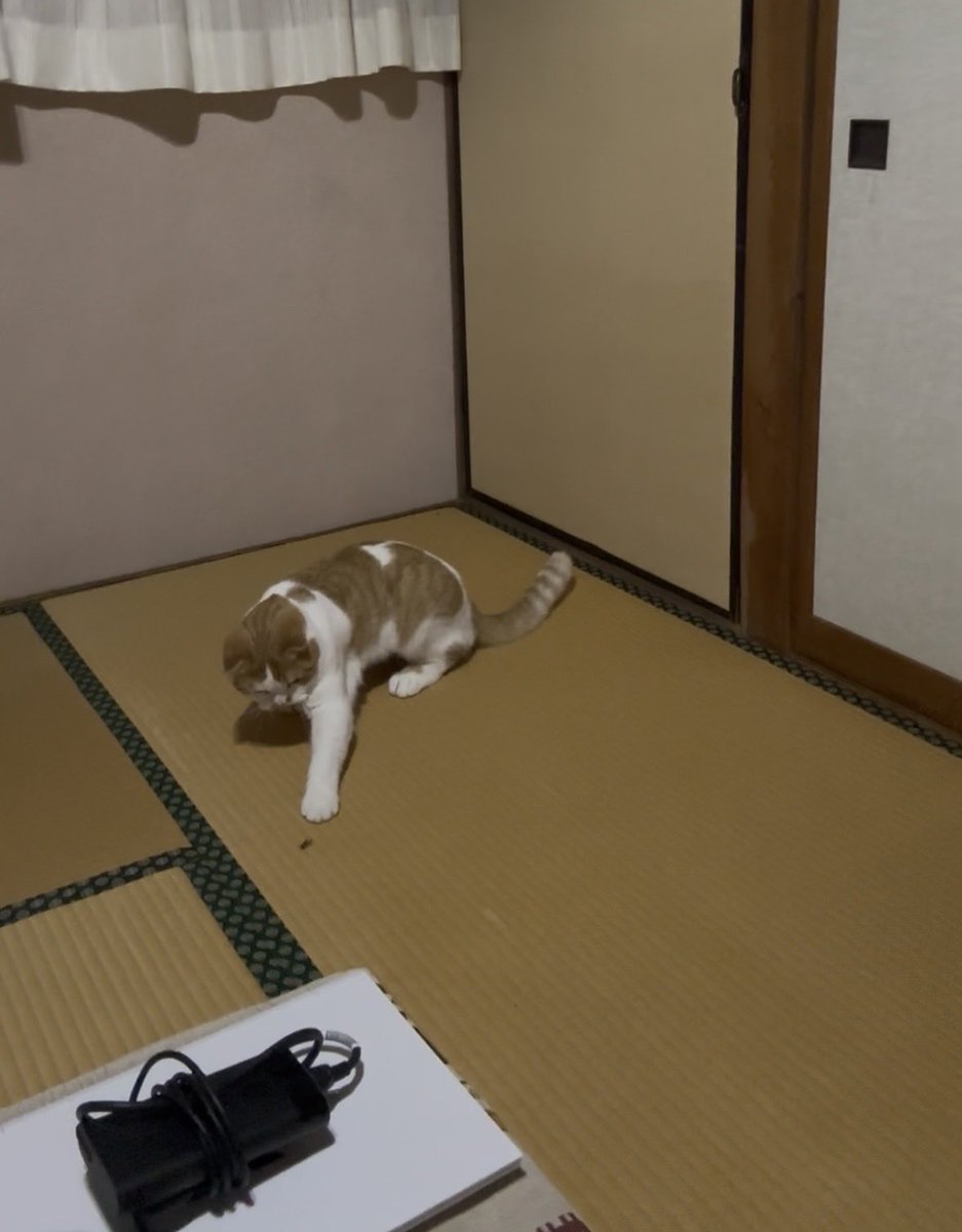 SlowStartMe's tweet photo. なんか部屋にコオロギ？　みたいなのが現れたけど、うにちゃんに退治してもらった。 https://t.co/J316P56M61