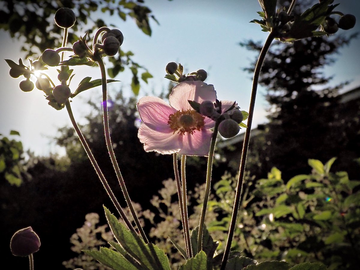 PEKHTography's tweet photo. Against the blue, those tiny hairs catch the fire.
A botanical radio station (reception: flawless)
broadcasting peace to the dark backyard.
One flower's whole galaxy. π«ποΈ
#NaturePhotography #BacklitBotany #AnemoneGlow #SunlightKissed https://t.co/nevqDzQvBh