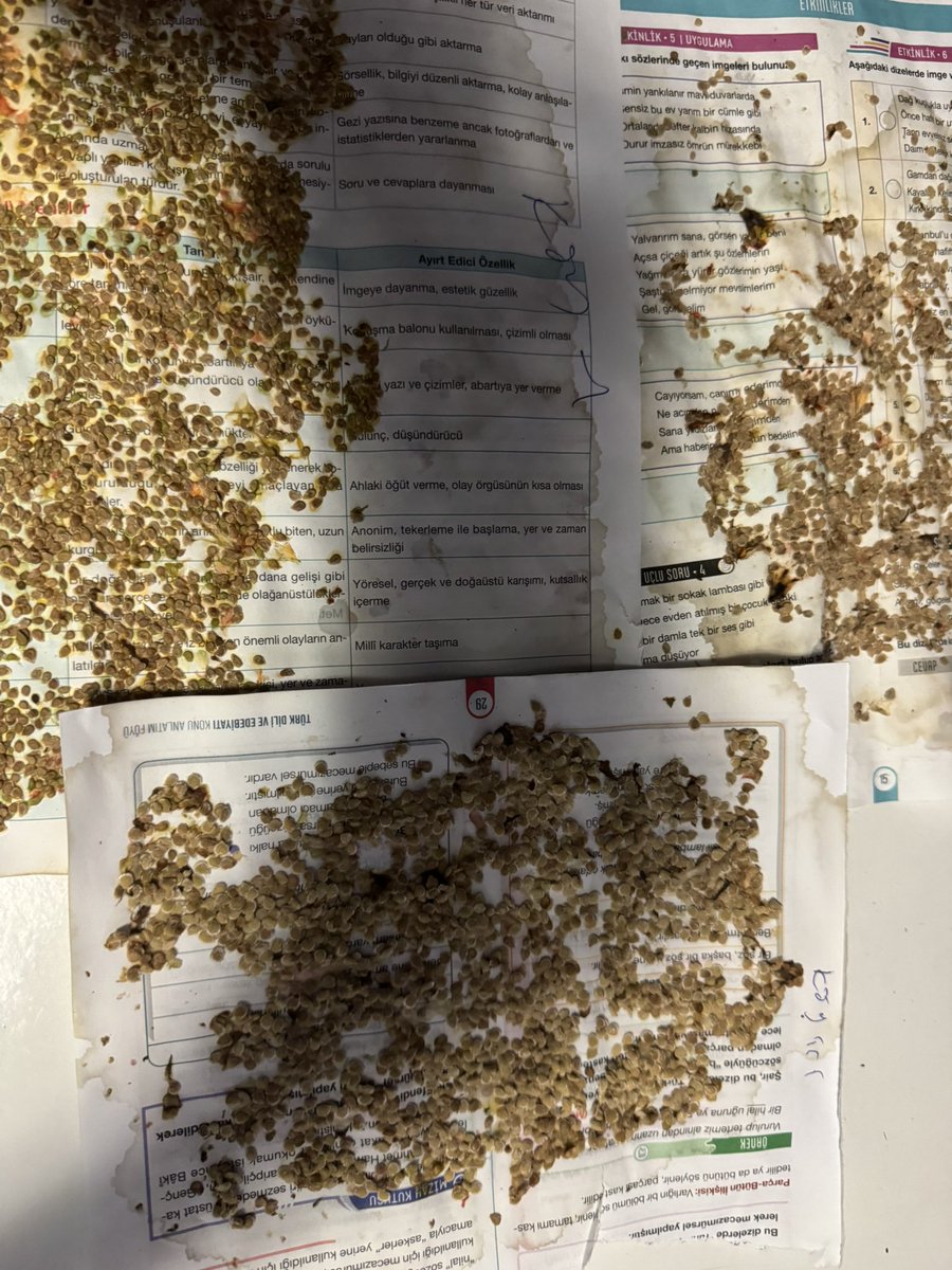 fatihcolak19831's tweet photo. Her akşam bahçeden topladığım tohumluk domates, biber, patlıcan tohumları tek tek ayıklanır isimleri yazılır kurutulur. Sırada bekleyen kıvırcık tohumlarına bir türlü zaman bulamadım. Emek varsa galibiyet vardır https://t.co/Xl9bIIhwxX