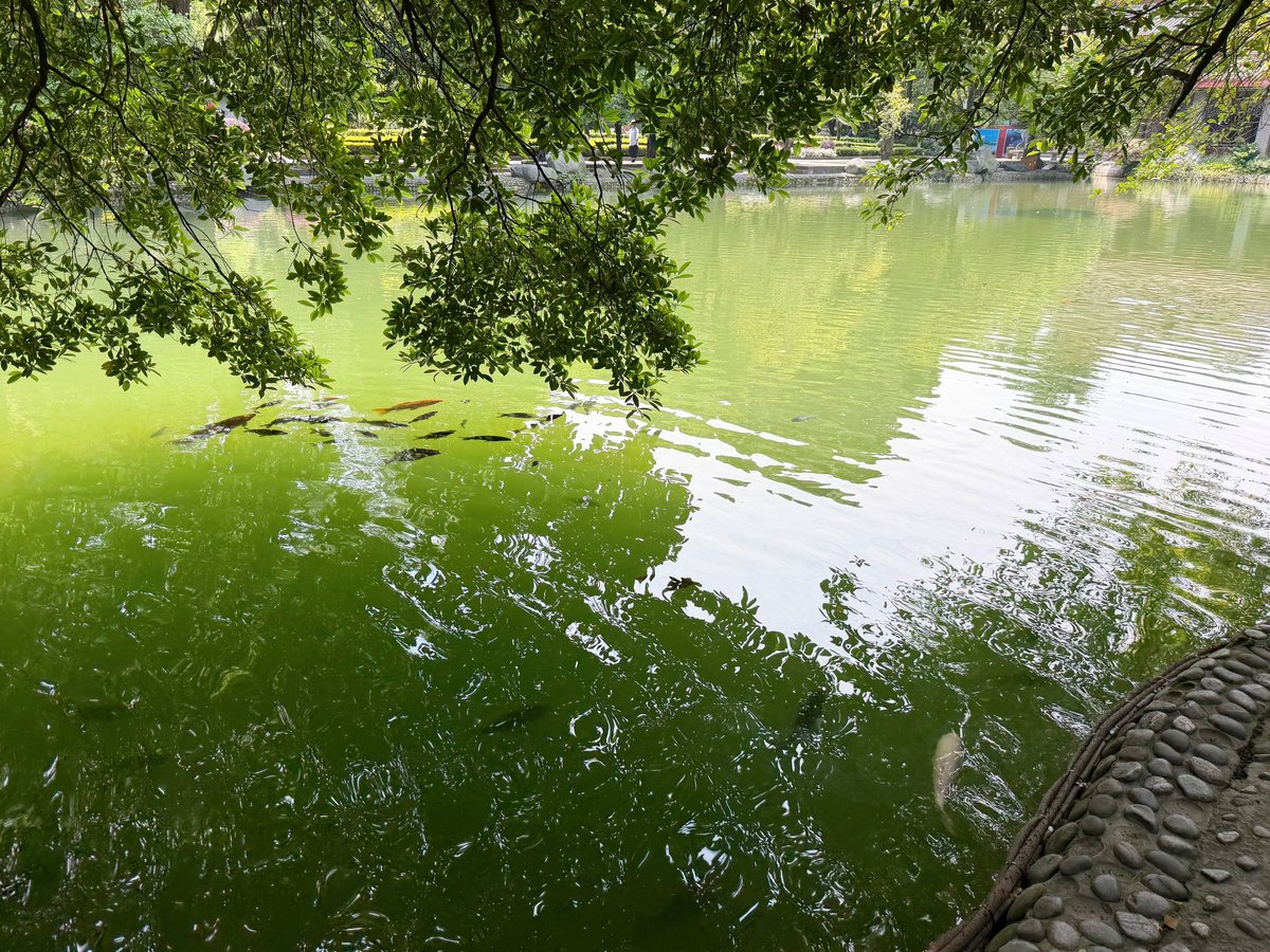 sasami_1031's tweet photo. 🇨🇳中国・都江堰
堰功道に沿って庭園も整備されており、よく手入れされていて素晴らしい景観でした🍃 https://t.co/JJYMgF9JH4