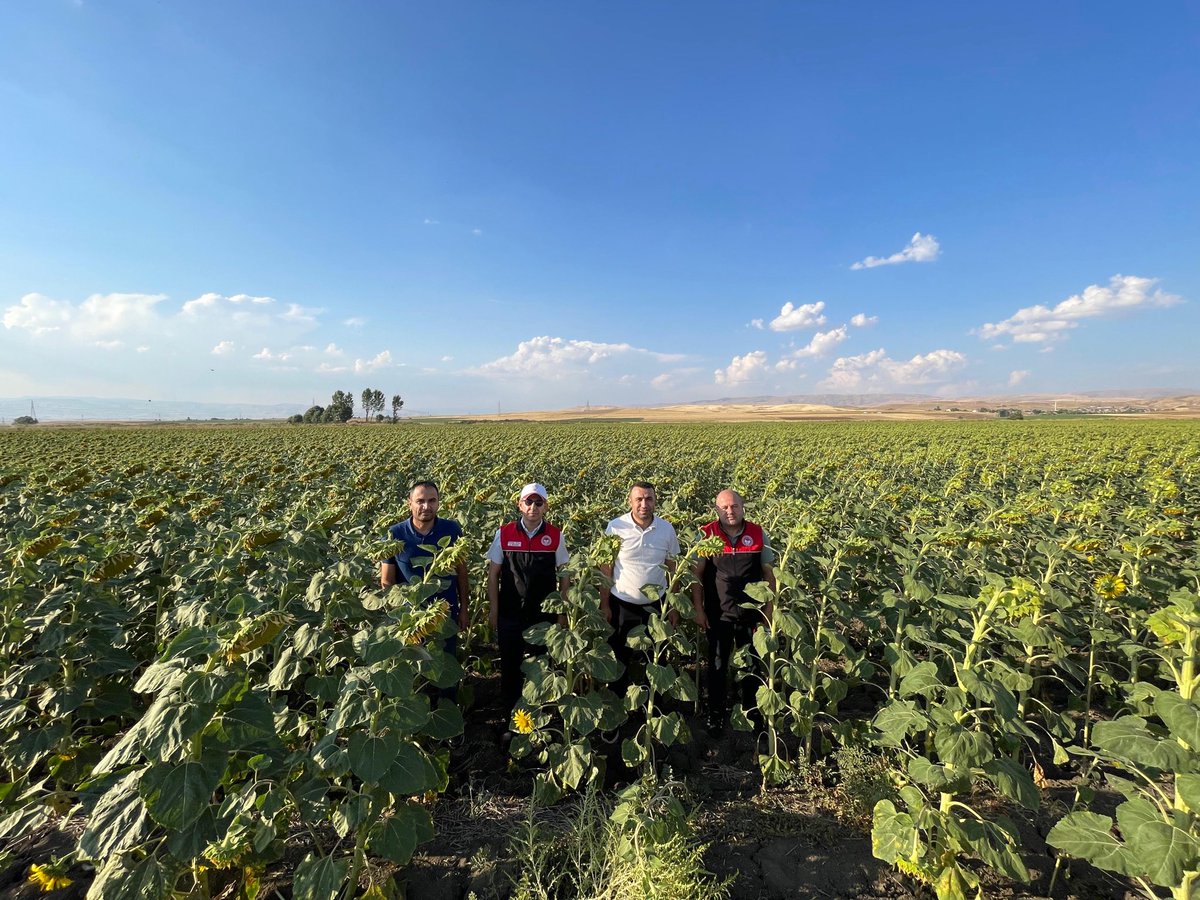 Ncttngnc's tweet photo. 🌽🌻 Ürün Desenimizi Çeşitlendiriyoruz…

İlimizin tarımsal potansiyelinin daha etkin değerlendirilmesi, üretimin çeşitlendirilmesi ve üreticilerimizin alternatif ürünlere yönlendirilmesi amacıyla çalışmalarımıza devam ediyoruz. Bu kapsamda tek lokasyonda 20 bin dekar alanda gerçekleştirilen dane mısır ve ayçiçeği üretim alanlarında saha kontrollerimizi gerçekleştirdik.

Üretim alanlarını yerinde inceleyerek ürünlerin gelişim durumlarını değerlendirdik. Tarımsal üretimde çeşitliliği artırmak, verimliliği yükseltmek ve üreticilerimizin gelir kaynaklarını güçlendirmek için çalışmalarımızı sahada sürdürüyoruz.

🌱 Tarımın geleceği için üretimin her alanındayız.

@ibrahimyumakli @TCTarim 
@Valiavnicakir @Bugemtr
