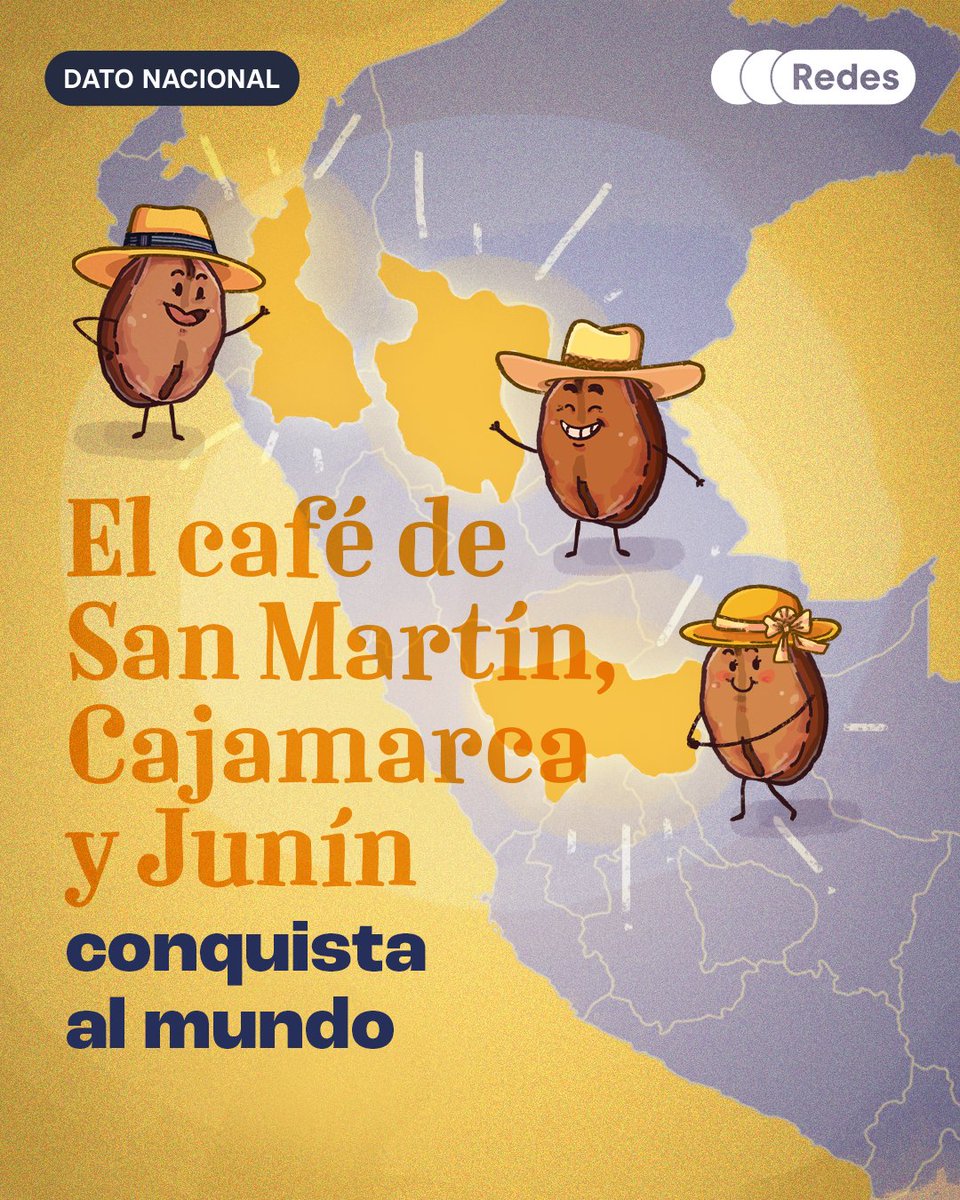 redesarrollope's tweet photo. Antes de llegar a una cafetería en Estados Unidos, Alemania o Bélgica, buena parte del café peruano empieza su recorrido mucho más cerca: en San Martín, Cajamarca y Junín.

Estas tres regiones producen casi 2 de cada 3 kilos de café del país (MIDAGRI, 2026).

Y 2025 fue un año especialmente bueno. Más de 208 mil productores cosecharon más de 371 mil toneladas de café y las exportaciones alcanzaron un récord de US$1,801 millones (MINCETUR, 2026).

Pero ese récord no se explica solo por lo que hicimos en el Perú. Los problemas climáticos redujeron las cosechas de grandes productores como Brasil y Vietnam y empujaron hacia arriba el precio internacional del café. El café peruano también aprovechó ese buen momento.

El reto es que nuestros próximos récords no dependan solo de que los precios internacionales jueguen a favor.

El Fenómeno El Niño y otros eventos climáticos también pueden afectar nuestras cosechas. Por eso necesitamos que nuestros productores puedan producir más y mejor, y estén mejor preparados para enfrentar un clima cada vez más cambiante.

Porque el café peruano ya demostró que puede llegar lejos. Ahora toca fortalecer todo lo que ocurre antes de que ese grano salga del país: desde la parcela donde comienza su historia hasta las condiciones que permiten producirlo y llevarlo a nuevos mercados.

El próximo gran salto del café peruano debería depender cada vez más de lo que podemos hacer mejor aquí y menos de un golpe de suerte en los precios internacionales.