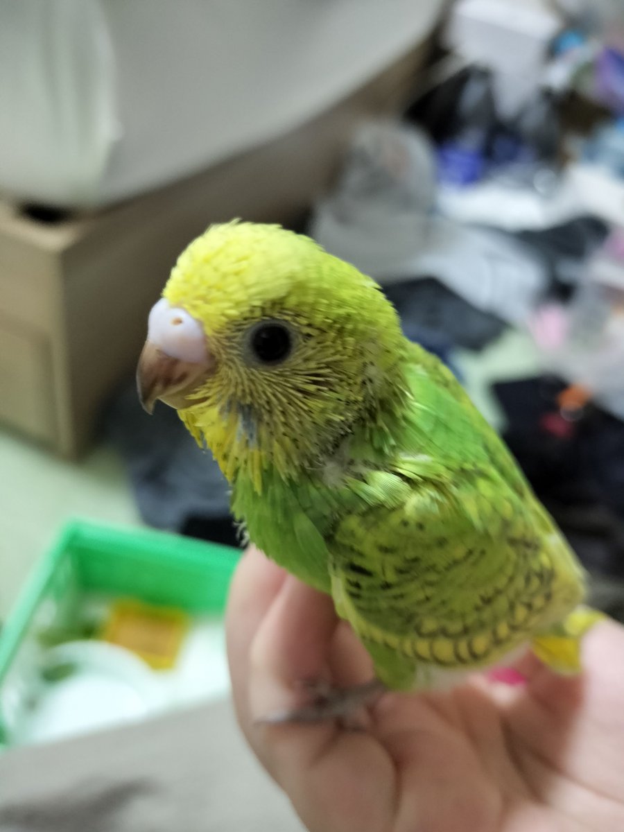 unknown_chick24's tweet photo. @Ventmiss おはようございます！　こちらこそ生活リズムの関係で短めの参加でしたが楽しかったです、フォローもありがとうございます！
現在玲慧ss量産機と化しているので、これからも楽しんで貰えると幸いです！🐣ﾋﾟ
ちなみにわたしも鳥が好きでセキセイが家族に居ます（画像は雛時代） https://t.co/an61PgDVVa