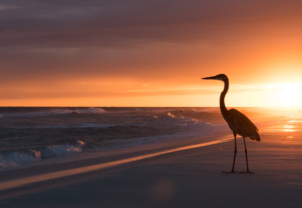 Interior's tweet photo. Our National Park Week countdown heads to the Gulf Coast! 

Gulf Islands National Seashore stretches across Florida and Mississippi with white-sand beaches, barrier islands and historic forts. 

Photo by Kimberly Herold https://t.co/5MMLVJzUkM