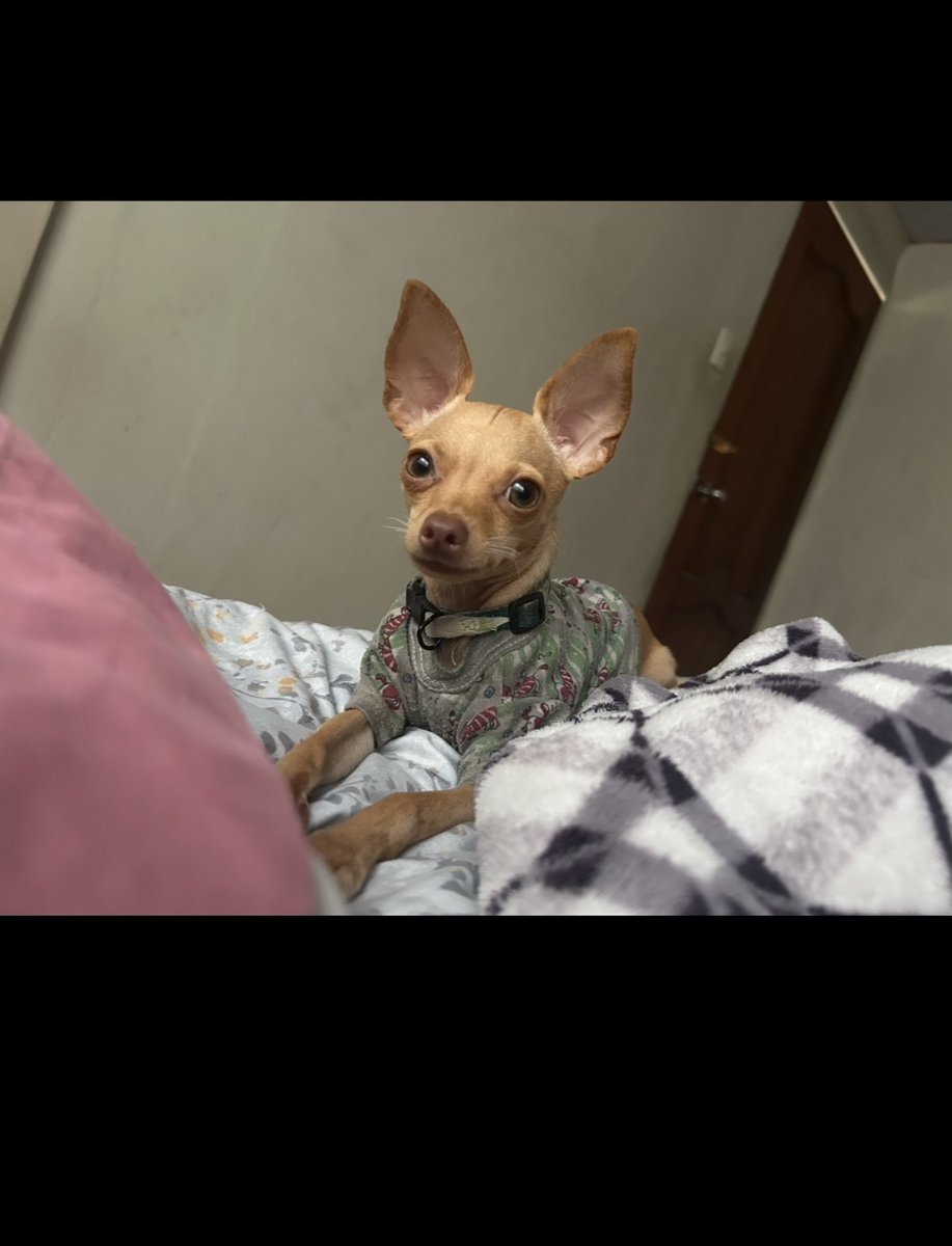 AlertaMePerdi's tweet photo. #PERDIDO #GUAYAQUIL
Nombre: #Zuco
Fecha: 2026-08-28
Sector: Norte, Sauces 4 mz372
Sexo: Macho
Raza: Chihuahua
Observación: Amarillo
Contacto: 0964129040
¡Ayúdalo a volver con su familia!
 #AlertaMePerdí https://t.co/sr98r5fWts