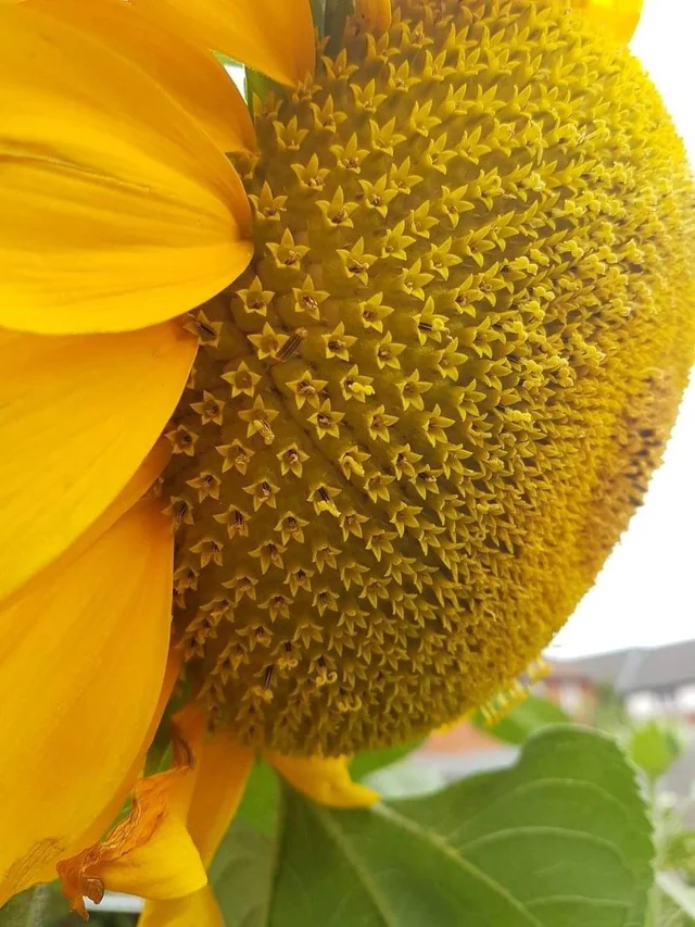 EnsedeCiencia's tweet photo. 🌻 Un girasol no es una sola flor: está formado por cientos de diminutas flores agrupadas en su centro. Incluso sus grandes “pétalos” amarillos son flores especializadas. La naturaleza escondió todo un ramo dentro de una sola estructura. https://t.co/Ai3o96zVPD