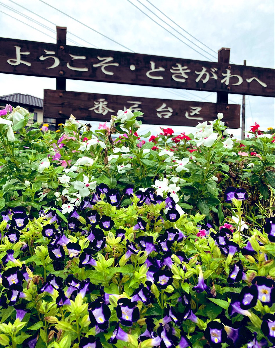 Nikusatomi's tweet photo. おはよう⛰️いつも通り始発🚃に乗って💨毎月恒例ときがわ町💚8月定山&amp;低山ハイク❣️高確率☔️の天気予報ですが、昨年見逃したお花を今年こそベストタイミングで見たいから👀☔️でも決行❗️朝一ら降らないうちにサクッと行動予定😊新しい雨装備☂️確認も兼ねて、足元滑らないように、気をつけて��ってきます💕 https://t.co/bJ36SbBtYJ