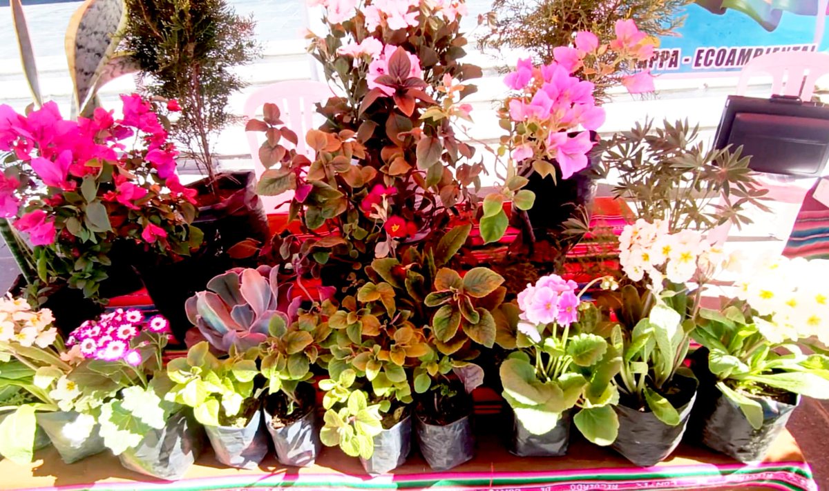 Estudio99_'s tweet photo. El Alto: ferias sectoriales de plantas ornamentales darán la bienvenida a la estación de la Primavera https://t.co/XagPXtOw8M https://t.co/aoEUKSOb9O