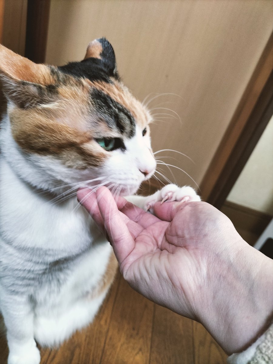 HnJ612's tweet photo. うちの父もカンストしていたから「おかえり、スキスキ大好き撫でて撫でて〜」が凄かったですね。
（写真左）

なお、好感度の低い私は（写真右） https://t.co/nEbr2YRgRn