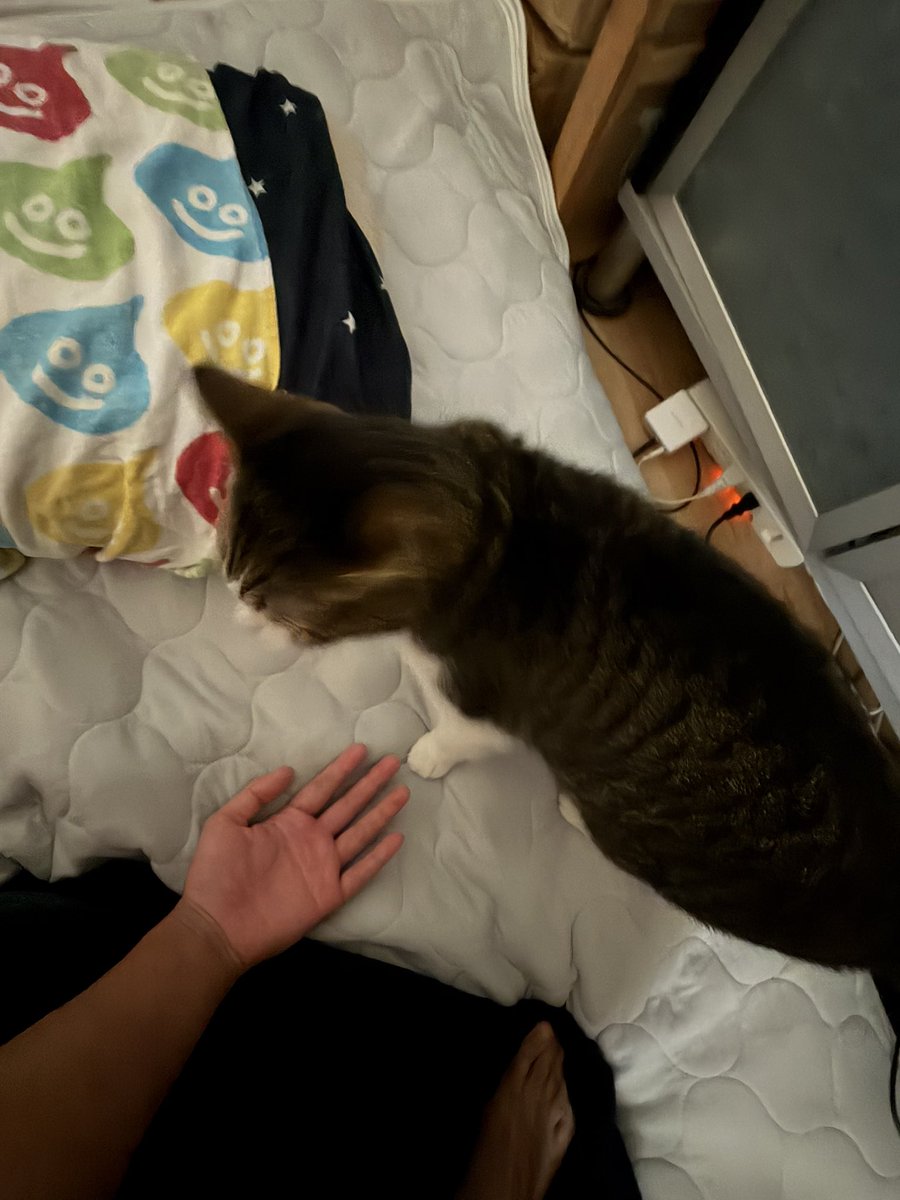 SRNKaqua's tweet photo. 皆様おはようございます。今日の一猫。
昨日は忘れてしまってすみません。やれることを今のうちにやっておくのは大事だと思ってまして、挑戦して色んなものを学べるなんてすごいなって思います。私もいろんなことに挑戦してみようと思います。では今日の1日頑張っていきましょう。ᕦ(ò_óˇ)ᕤ https://t.co/2fOjHyfcyH