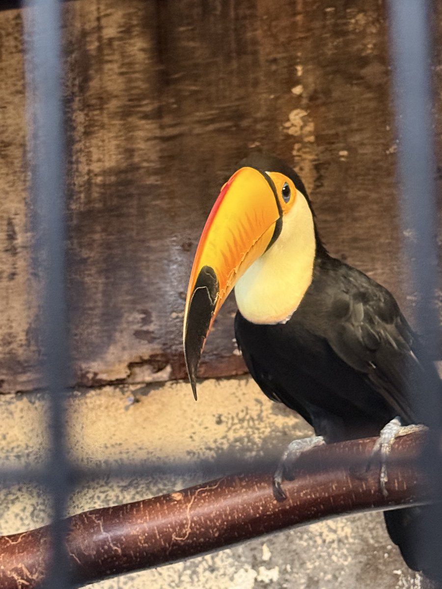 usmcusmc's tweet photo. 元気な鳥 https://t.co/EZzqbr0oK3