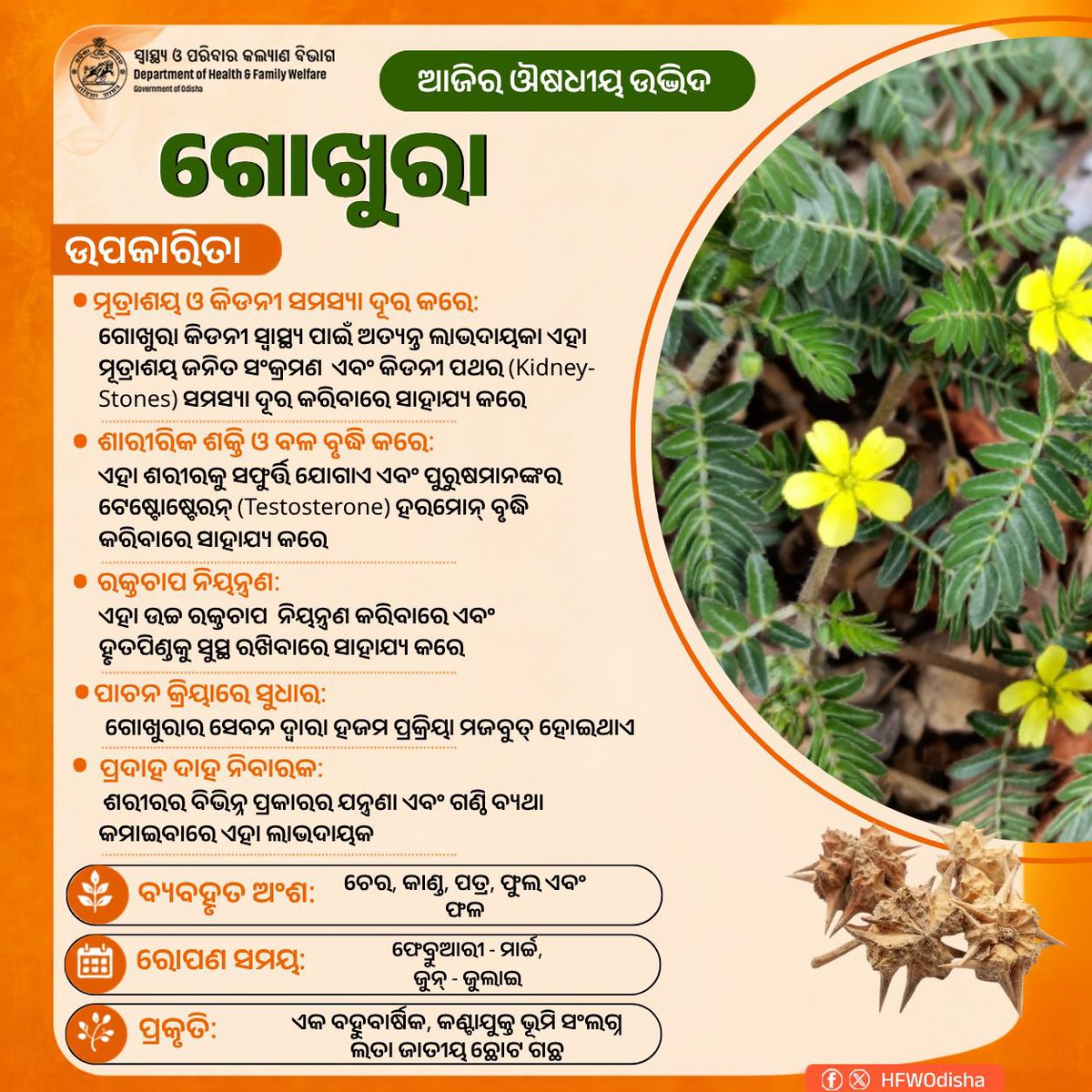 HFWOdisha's tweet photo. ଆଜିର ଔଷଧୀୟ ଉଦ୍ଭିଦ "ଗୋଖୁରା" ଆମ ସ୍ୱାସ୍ଥ୍ୟ ପାଇଁ ଏକ ଅତ୍ୟନ୍ତ ଲାଭଦାୟକ ବୃକ୍ଷ। ଏହା ମୂତ୍ରାଶୟ ଜନିତ ସଂକ୍ରମଣ ଓ କିଡନୀ ପଥର  ସମସ୍ୟା ଦୂର କରିବା ସହ ଉଚ୍ଚ ରକ୍ତଚାପ ନିୟନ୍ତ୍ରଣ, ହଜମ ପ୍ରକ୍ରିୟାରେ ସୁଧାର ଏବଂ ଶରୀରର ଯନ୍ତ୍ରଣା କମାଇବାରେ ସାହାଯ୍ୟ କରିଥାଏ। ଏହା ଶରୀରକୁ ସ୍ଫୂର୍ତ୍ତି ଯୋଗାଇବାରେ ମଧ୍ୟ ବେଶ୍ ସହାୟକ। https://t.co/r3dn4IjJtk