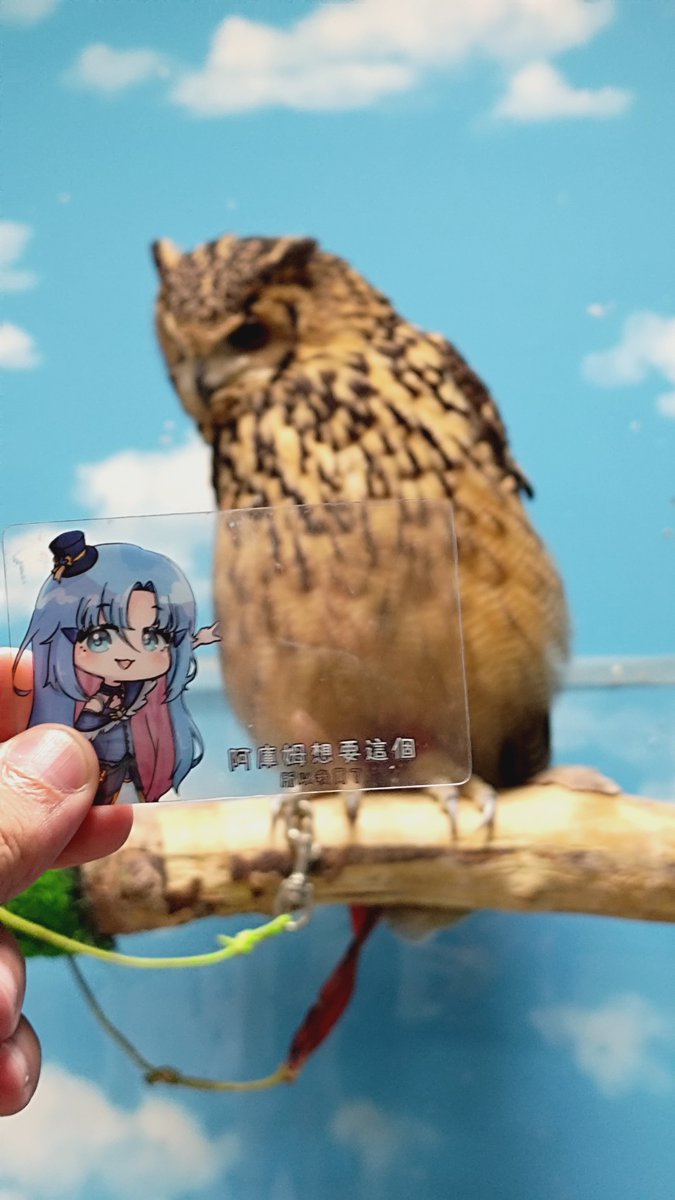 forfriendnico's tweet photo. 8/22淺草貓頭鷹店!!
感覺週邊放太近他們就會想咬下去,
所以只拿遠遠的拍
#AKMerch
#希亞看這裡
#DearFawn
#尼塔掉了 https://t.co/EJF9R3PXia